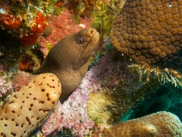 Golden Tail Mora Eel IMG 6012